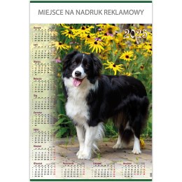 Kalendarz Plakatowy B1, P19 PIES 67x98cm TELEGRAPH
