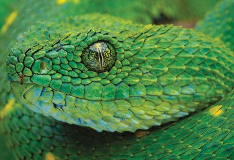 Puzzle 250 Colourful Nature 4 Snake PUZ250CN4S INTERDRUK Puzzle 250 Colourful Nature 4 Snake PUZ250CN4S INTERDRUK