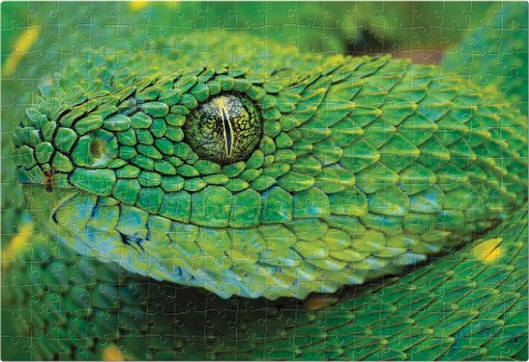 Puzzle 250 Colourful Nature 4 Snake PUZ250CN4S INTERDRUK Puzzle 250 Colourful Nature 4 Snake PUZ250CN4S INTERDRUK