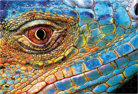 Puzzle 250 Colourful Nature 5 Lizard PUZ250CN5L INTERDRUK Puzzle 250 Colourful Nature 5 Lizard PUZ250CN5L INTERDRUK